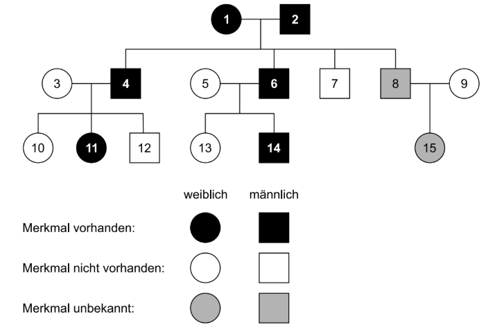 Stammbaum mit gekennzeichneten Personen, bei denen ein Merkmal vorhanden, nicht vorhanden oder unbekannt ist.